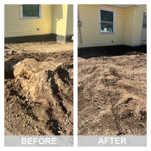 Before and after a stump grinding job: the stump, then level ground