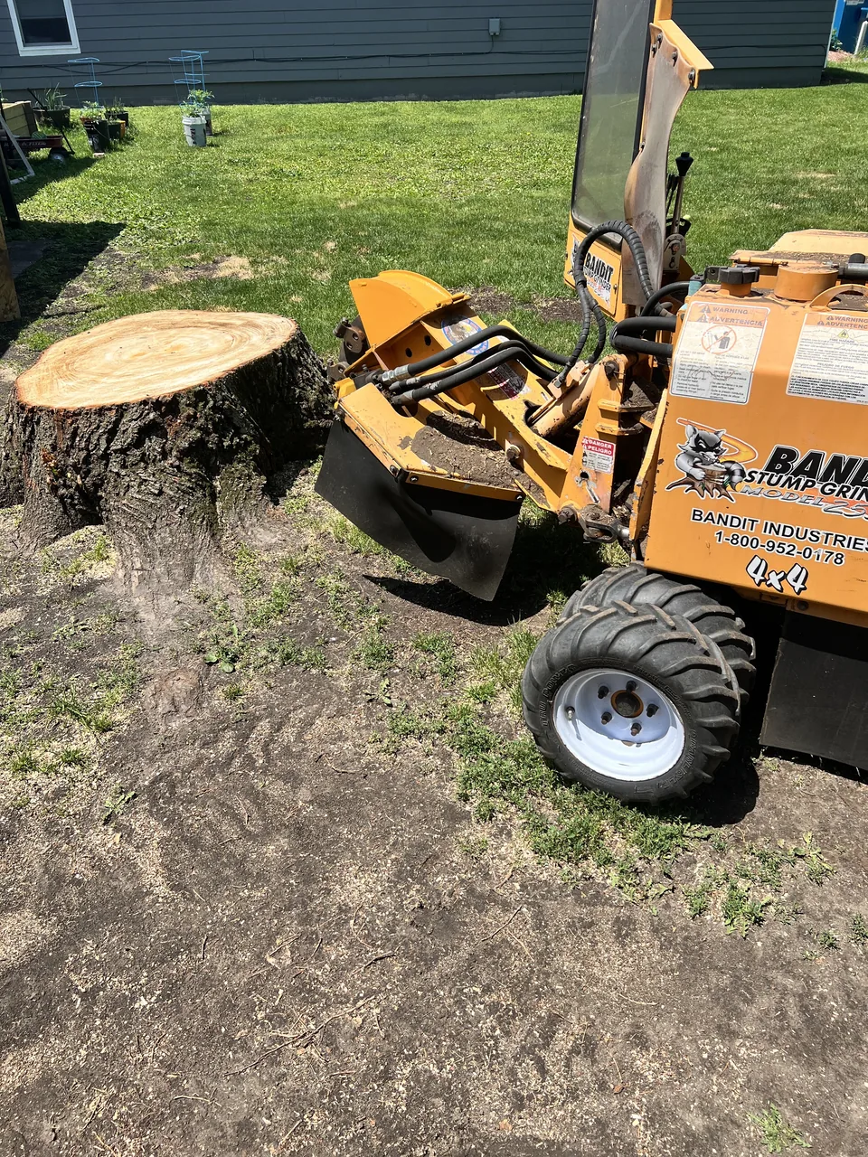 The yellow Bandit stump grinder parked beside a freshly cut stump